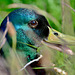 Mallard