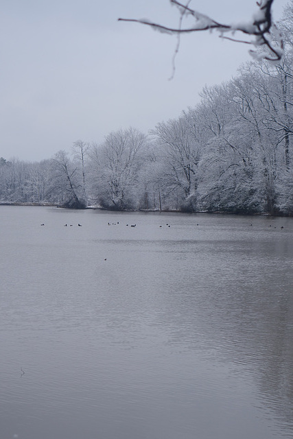 Ducks on the lake