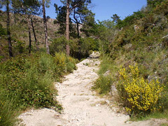 Section of a Roman road.