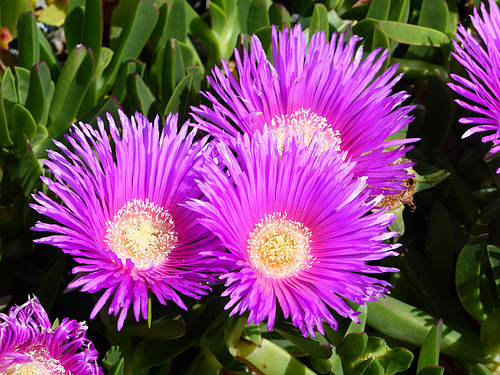 Ice Plant (1) - 13 April 2016