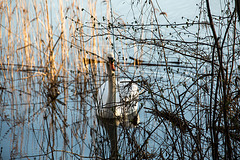 20150406 7620VRAw [D~SHG] Höckerschwan (Cygnus olor), Baggersee, Rinteln