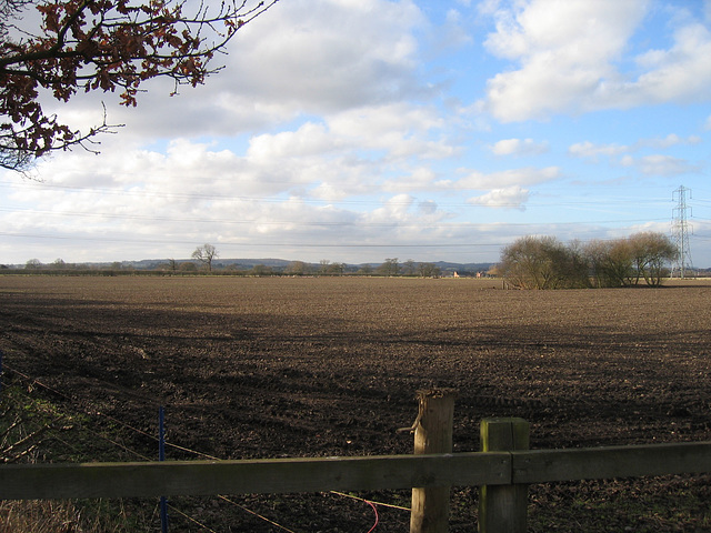 Looking across a field with a great number of winter visiting Fieldfares, on Shaw Lane.