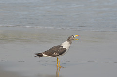 Lima, Playa Agua Dulce, Screaming Seagull