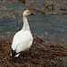 Day 8, Snow Goose, back view