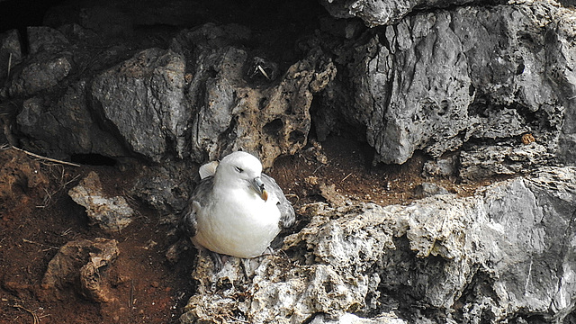 20190614 5234CPw [R~GB] Eissturmvogel, Castlemartin Range, Wales