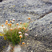 Dry Armeria maritima