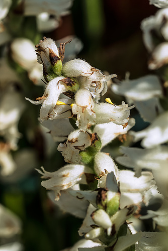 Misplaced pollinaria on orchid flowers