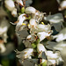 Misplaced pollinaria on orchid flowers