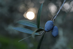 Wild olives