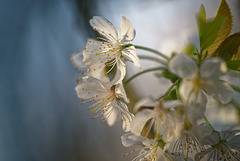 21.04.08 Kirschblüten 2