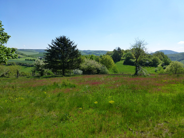 DE - Volkesfeld - Auf dem Traumpfad Heidehimmel