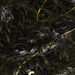 20210713 1681CPw [D~LIP] Wasser-Pest (Egeria densa), Bad Salzuflen