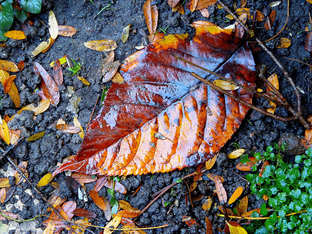 ... rainy day ...