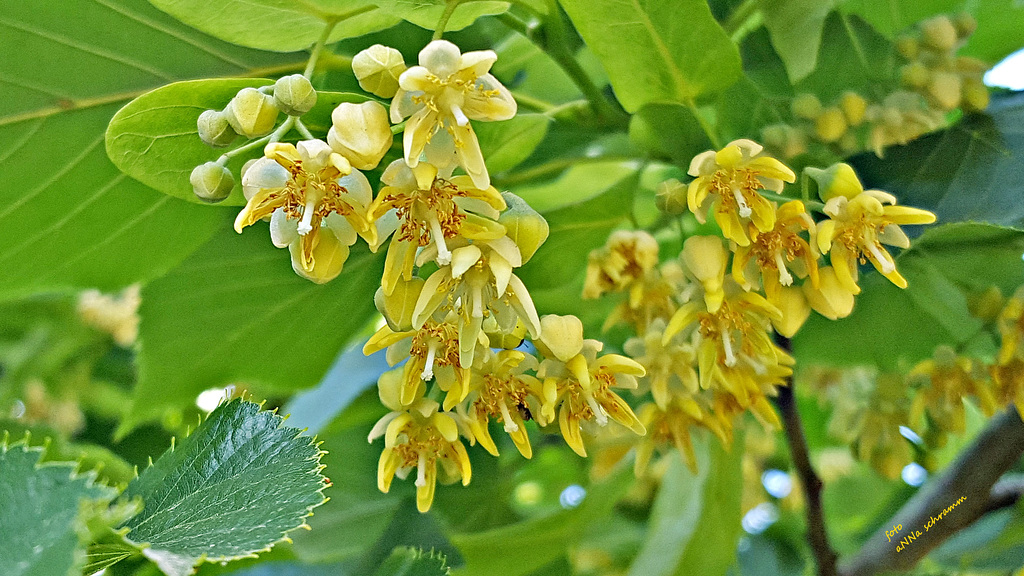 Lindenblüten mit einem wunderbaren Duft