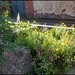 sunlit flower border