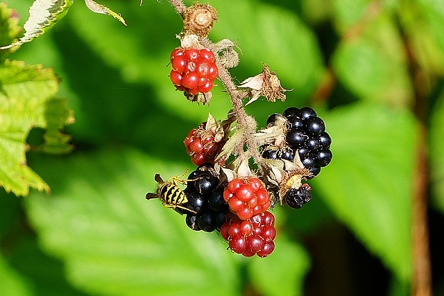 Wespe auf Brombeeren