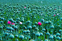 Papaver Somniferum Papaver Somniferum