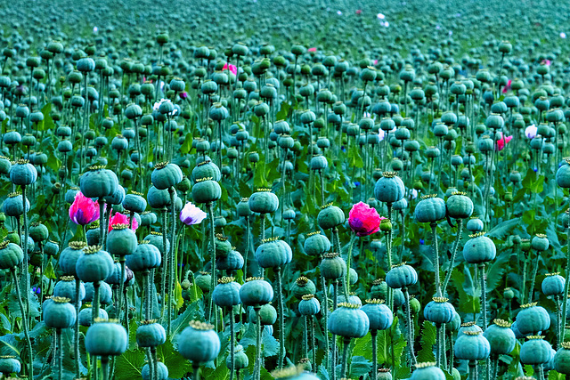 Papaver Somniferum