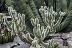 Neatly Nested – Desert Botanical Garden, Papago Park, Phoenix, Arizona