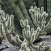 Neatly Nested – Desert Botanical Garden, Papago Park, Phoenix, Arizona