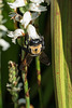 Bumblebee pollinating Ladies'-tresses orchids in the Bog Garden