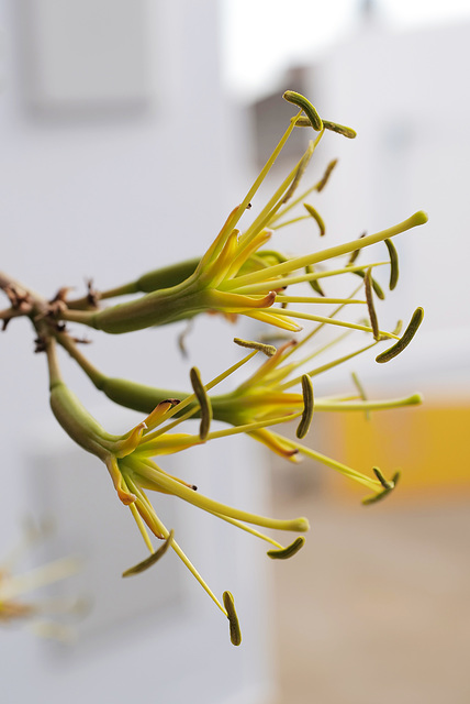 Agave parrasana