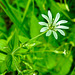 20210609 0596CPw [D~LIP] Hain-Sternmiere (Stellaria nemorum), [Wald-Sternmiere], UWZ, Bad Salzuflen