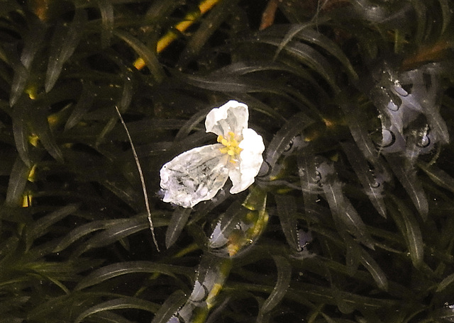 20210713 1682CPw [D~LIP] Wasser-Pest (Egeria densa), Bad Salzuflen