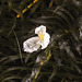 20210713 1682CPw [D~LIP] Wasser-Pest (Egeria densa), Bad Salzuflen