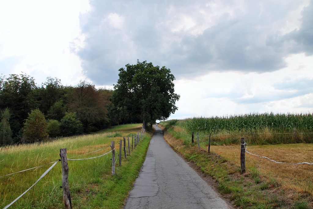 Alter Kohlenweg (Sprockhövel) / 16.08.2020