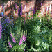 foxglove garden