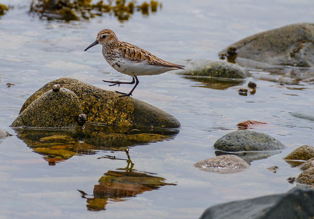 Sanderling