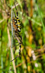 Wasp Spider