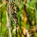 Wasp Spider