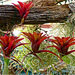 Orchid Plants 39