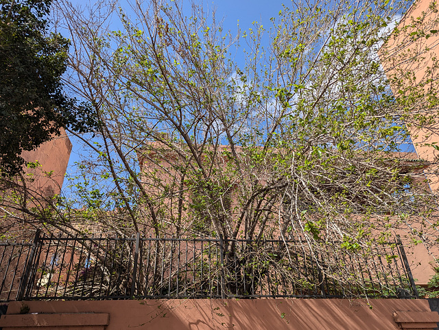Arbres et clôture / Fence and trees