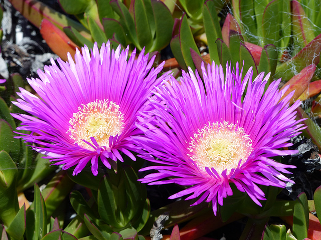 Ice Plant (2) - 13 April 2016