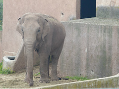 Parc Zoologique de Fréjus (4) - 24 Avril 2017