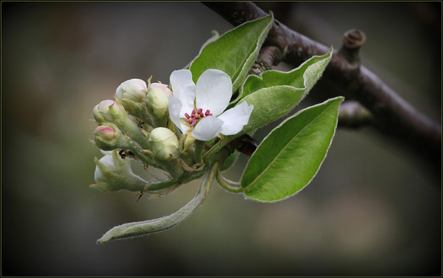 Promesse de poire