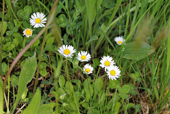 Bellis perennis