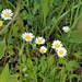 Bellis perennis