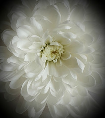 Chrysanthemum