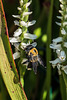 Bumblebee pollinating Ladies'-tresses orchids in the Bog Garden