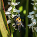 Bumblebee pollinating Ladies'-tresses orchids in the Bog Garden