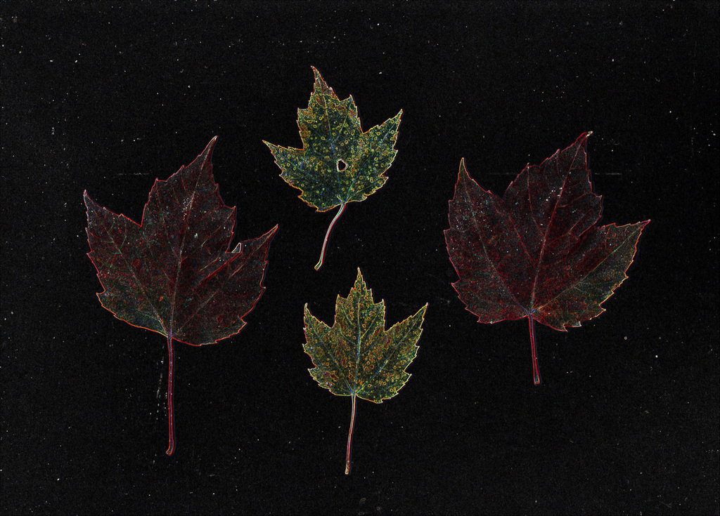 37/50 maple leaf, feuille d'érable