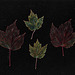 37/50 maple leaf, feuille d'érable