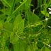 20210609 0597CPw [D~LIP] Hain-Sternmiere (Stellaria nemorum), [Wald-Sternmiere], UWZ, Bad Salzuflen