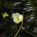20210713 1683CPw [D~LIP] Wasserpest (Egeria densa), Bad Salzuflen