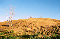 dune&trees