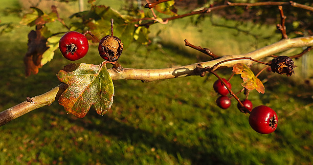 20211023 3053CPw [D~MI] Weißdorn (Crataegus laeviigata), Hille